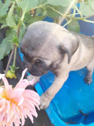 Pug puppies