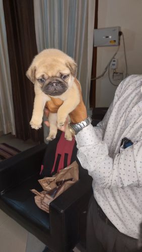 Pug Puppies for sale in Rupnagar, Punjab 140001, India. price: 12,000 INR