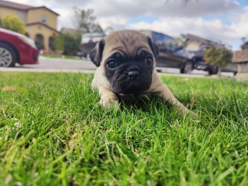 pug puppies