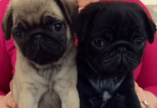 Stunningly beautiful black &amp fawn Pug puppies