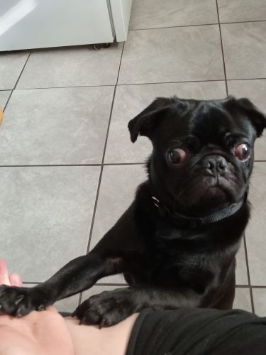 7m Pug pup