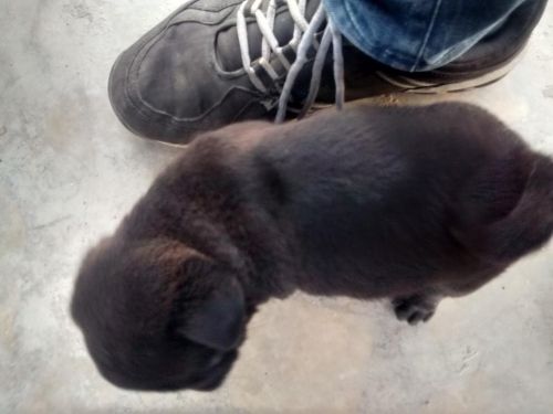 black pug puppies for sale