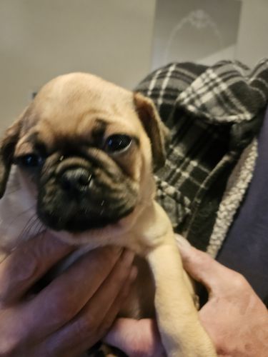 Pug puppies for sell