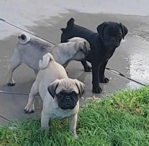 Rehoming Pug puppies