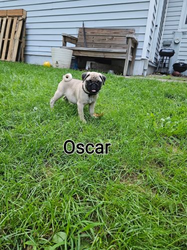 Pug pups for sale