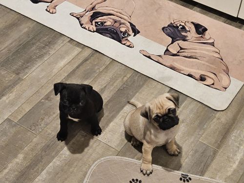 Rehoming 28 week old pugs