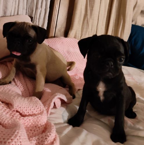 Pug n Molly