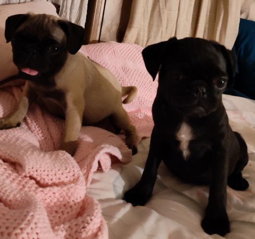 Cuddle bug pugs California