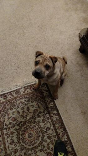 Ori-pei (sharpei pug)