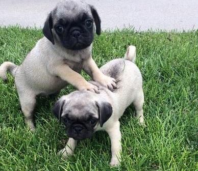 Pug Puppies for sale in Birmingham, AL, USA. price: $400
