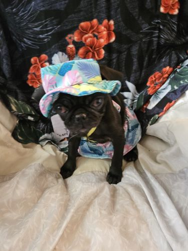 Attention, Pug puppies rehoming, fee $175