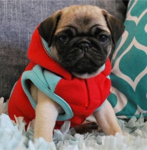 Adorable Pug Puppies For Sale