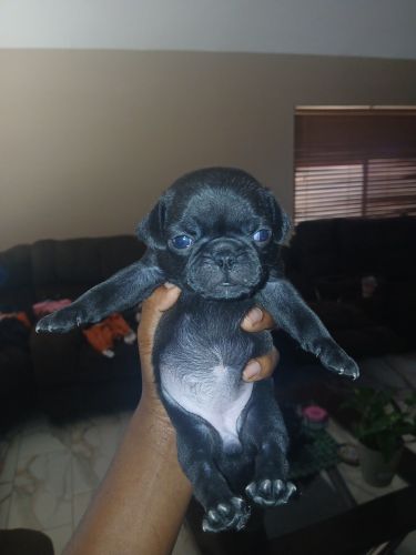 Purebred Pug Puppies for sale