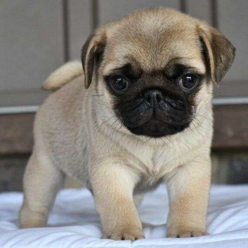 Pug Puppies for Sale