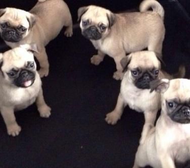 Home bread Pug Puppies