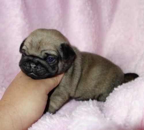 Pug Puppies for sale in Los Angeles, CA, USA. price: NA