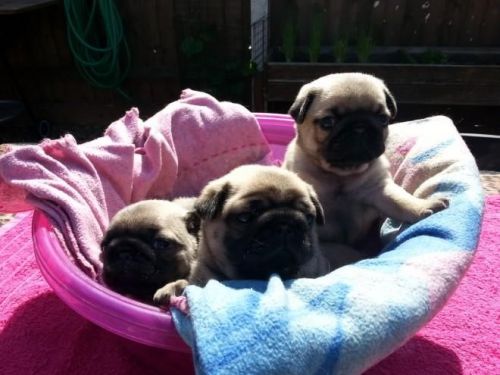 Pug Puppies for sale in Jersey City, NJ, USA. price: $700