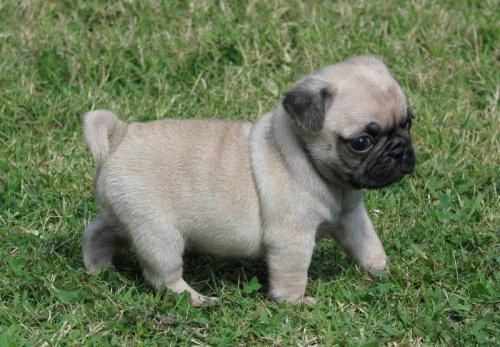 Pug Puppies for sale in El Paso, TX, USA. price: $500