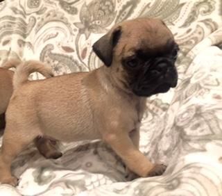 Pug Puppies for sale in Irvine, CA, USA. price: $680
