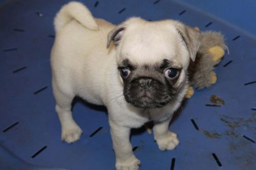 Pug Puppies for sale in Los Angeles, CA, USA. price: $500