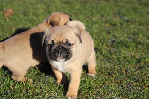 beautiful pug puppy availeble