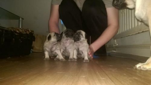 100% pure pug puppies