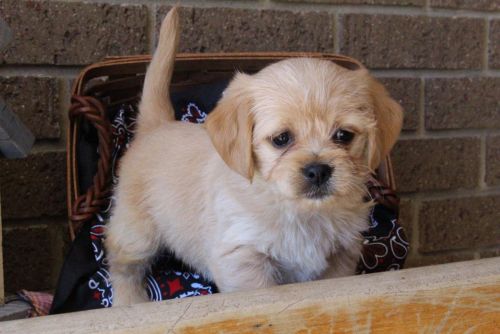 Pug Puppies for sale in Canton, OH, USA. price: $599