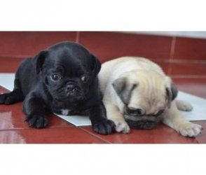 Pug Puppies for sale