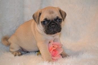 Pug Puppies for sale in El Paso, TX, USA. price: $250