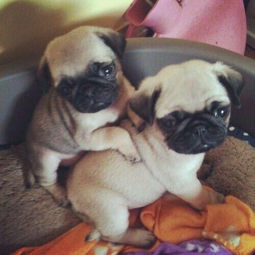 Adorable Pug puppies