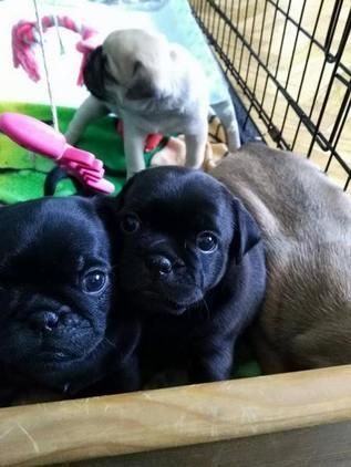 Black and Fawn Pug Puppies