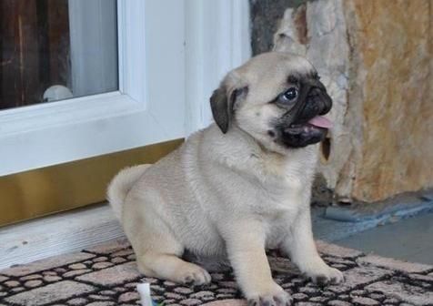 Pug Puppies for sale in Phoenix, AZ, USA. price: NA
