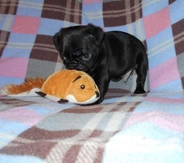 Pug Puppies For Sale
