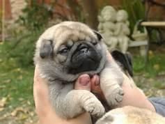 precious pug puppies!!