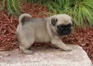 (***) ***-***5 Pug Puppies For Sale