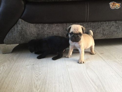 Pug Puppies for sale in Minneapolis, MN, USA. price: $200