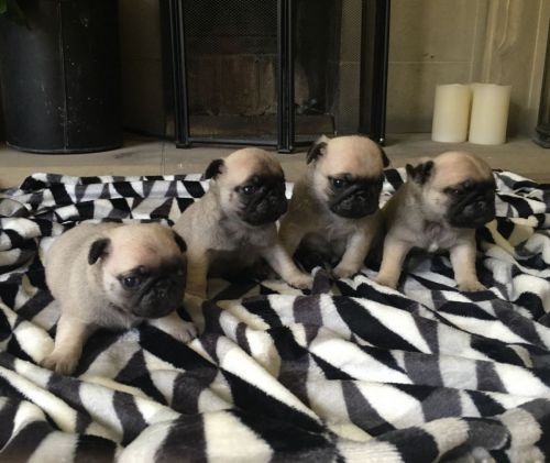 Pug Puppies for sale in Los Angeles, CA, USA. price: NA
