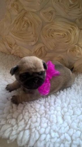 Amazing Pug Puppies For Lovely Homes