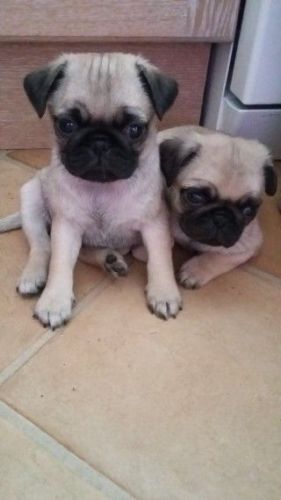 amazing pug puppies for lovely homes