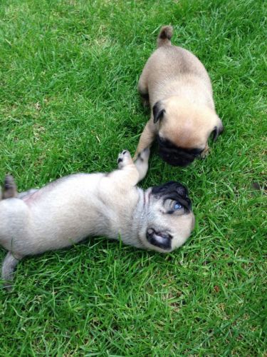 Cute and Adorable Pug Puppies