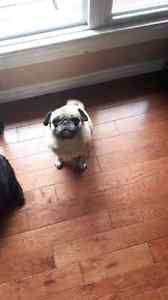 Pug Puppies for sale in Chicago, IL, USA. price: NA