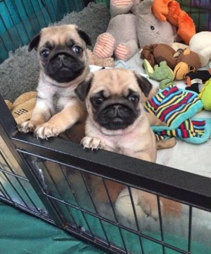 Pug Puppies for sale in Atlanta, GA, USA. price: NA
