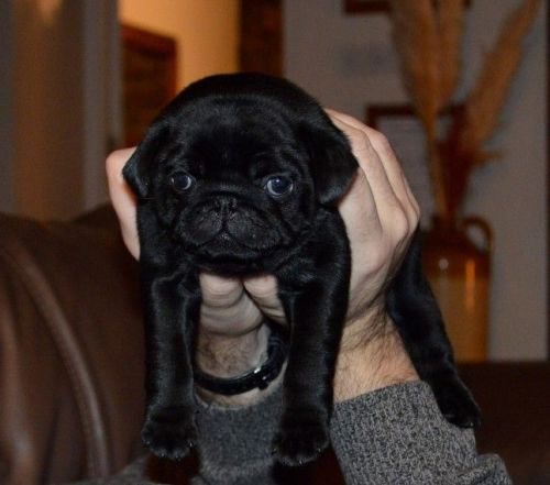 Lovely Quality pug pups