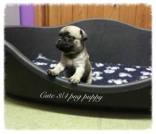 Pug Puppies for sale in San Jose, CA, USA. price: $1