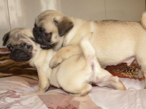 Pug Puppies for sale in Arcadia, Phoenix, AZ, USA. price: $280