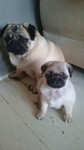 Pug Puppies for sale in Columbus, OH, USA. price: $300