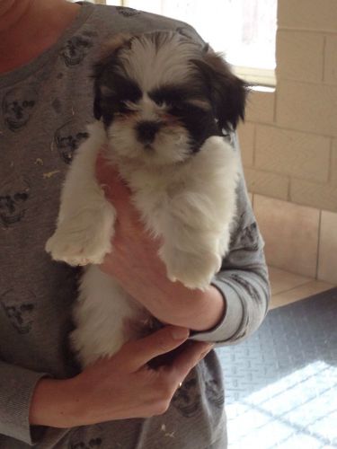 Shih Tzu Puppies
