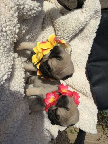 Pug Puppies for sale in St. Louis, MO, USA. price: $720