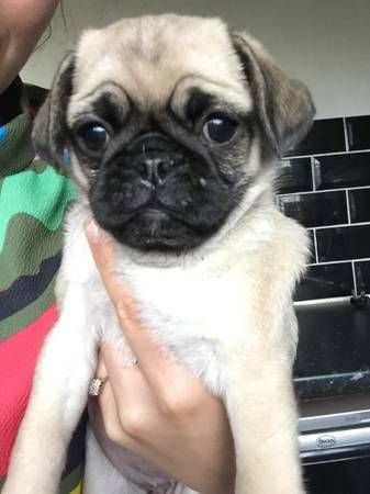 AKC Pug puppies ready today