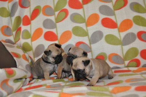 Handsome Kc Registered Pug Puppies